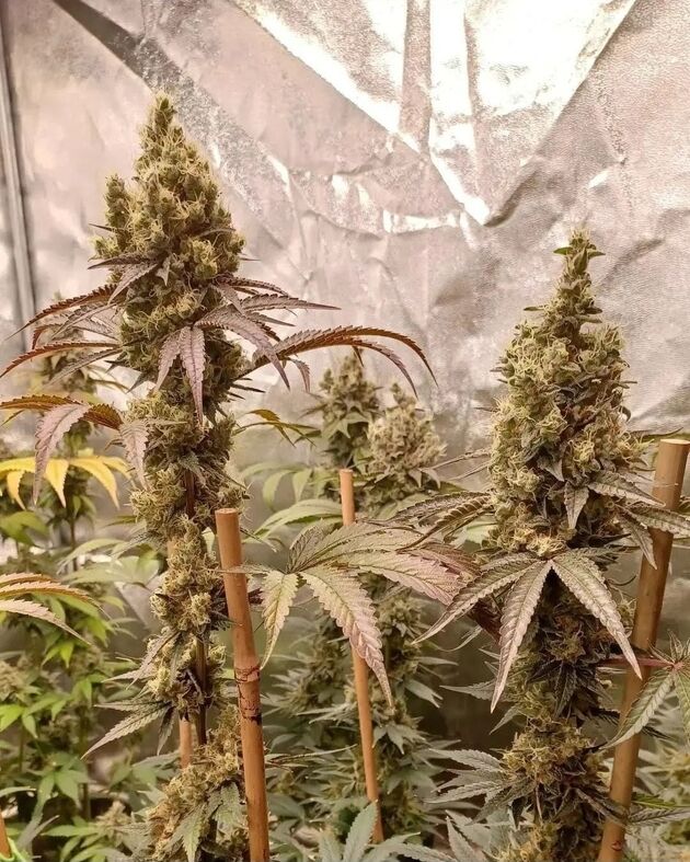Cannabissamen Old Yogo Regulär von Lucky Dog Cannabis Co. für Indoor und Outdoor – Bild 2