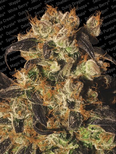White Berry