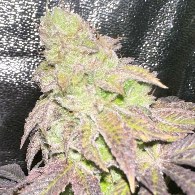 Cannabissamen Smoke Trail Regulär von Karma Genetics für Indoor und Outdoor – Bild 2