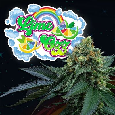 Lime OZZ