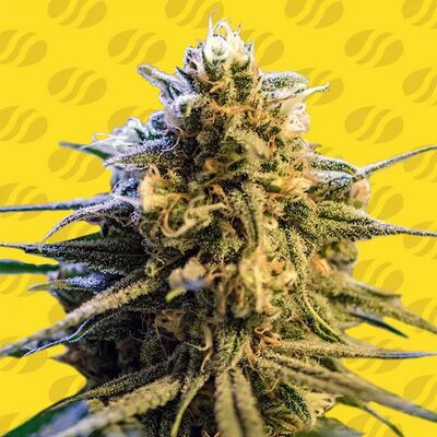 Auto Lemon Oasis