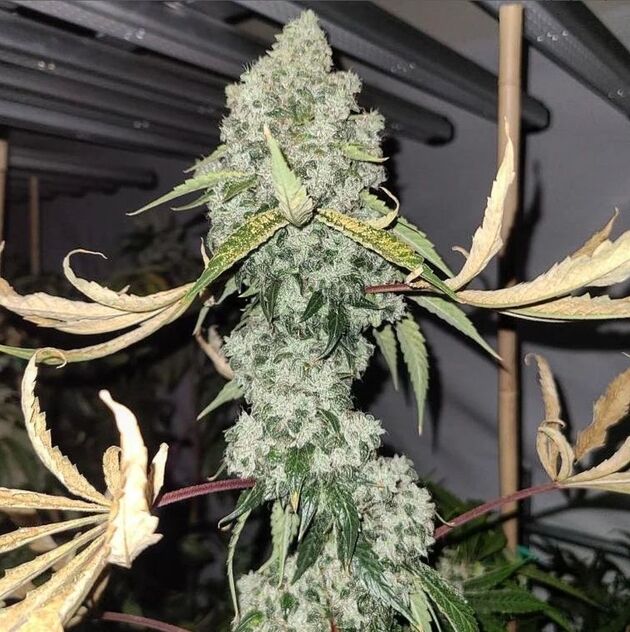 Cannabissamen Catahoula Chem Regulär von Lucky Dog Cannabis Co. für Indoor und Outdoor – Bild 3