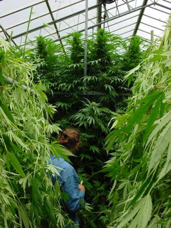 Graines de cannabis Walkabout Régulier de Mr. Nice – image 2