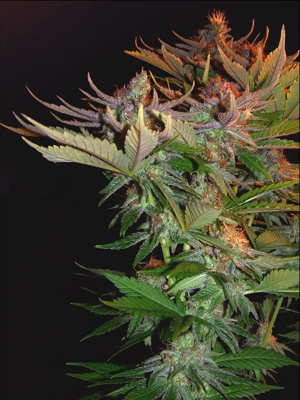 NORDLE Regular cannabis seeds by Mr. Nice for indoor and outdoor – image 5
