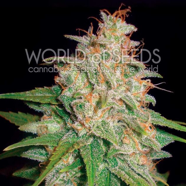 Mazar x White Rhino feminised cannabis seeds by World of Seeds for indoor and outdoor – image 2