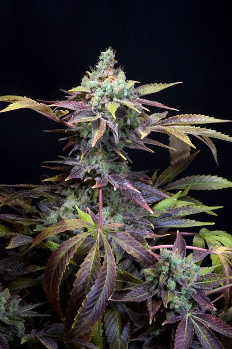 Graines de cannabis TXOMANGO féminisées de Genehtik Seeds pour intérieur et extérieur – image 2