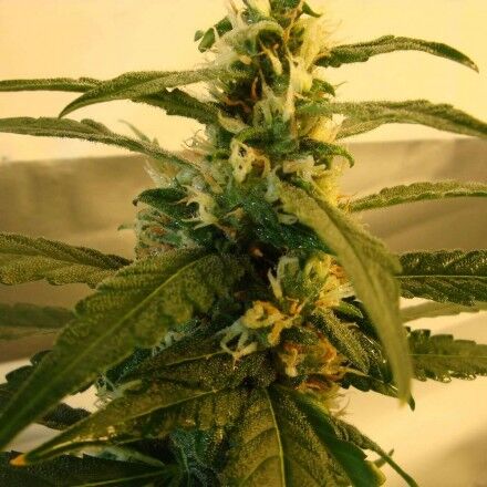 Graines de cannabis Super Skunk féminisées de Nirvana pour intérieur et extérieur – image 3