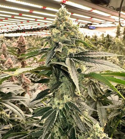 Dog Roller Régulier