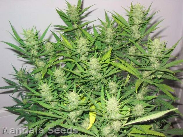 Graines de cannabis Kalichakra Régulier de Mandala Seeds pour intérieur et extérieur – image 2