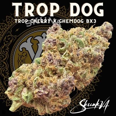 Trop Dog Regular