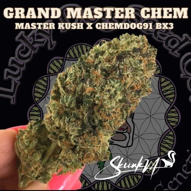 Cannabissamen Grand Master Chem Regulär von Lucky Dog Cannabis Co. für Indoor und Outdoor – Bild 3