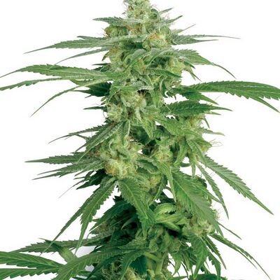 Hollands Hope Regulär