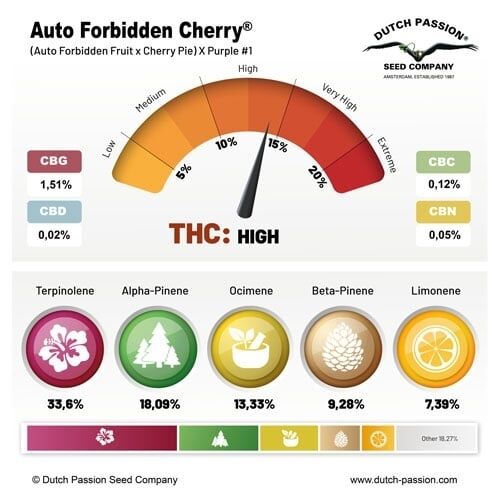 Cannabissamen Auto Forbidden Cherry feminisiert von Dutch Passion für Indoor und Outdoor – Bild 2