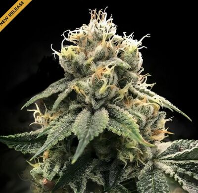 C.T.S Aka "Chocolate Truffle Shuffle" Regular