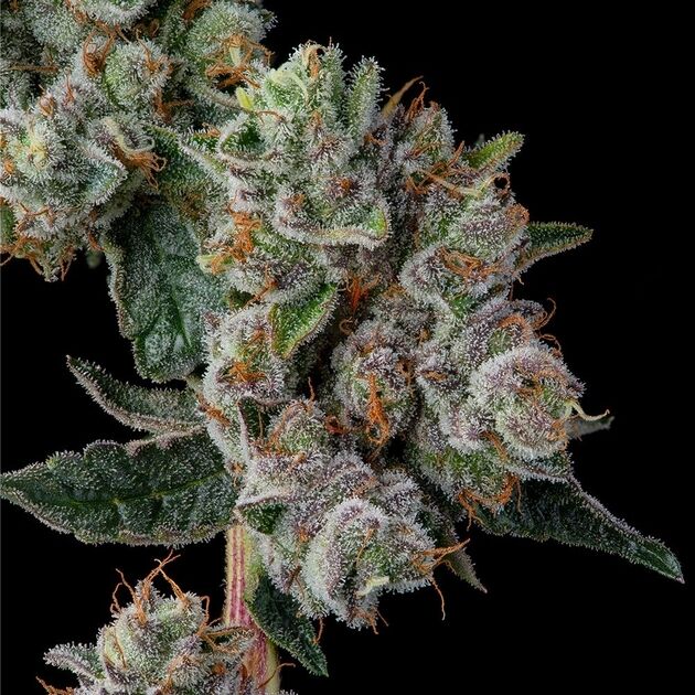 Cannabissamen Glue 31 feminisiert von Compound Genetics für Indoor und Outdoor – Bild 2