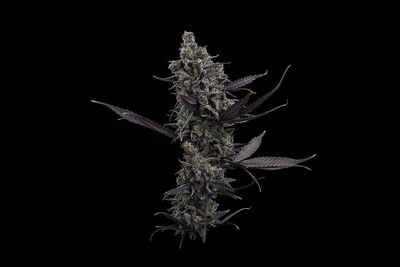 Cinderella Pineapple XX