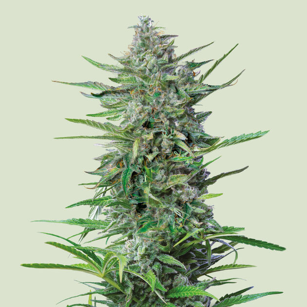 Purple Punch feminised cannabis seeds by Royal Queen Seeds for indoor and outdoor