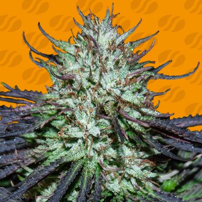 Gorilla Zkittlez