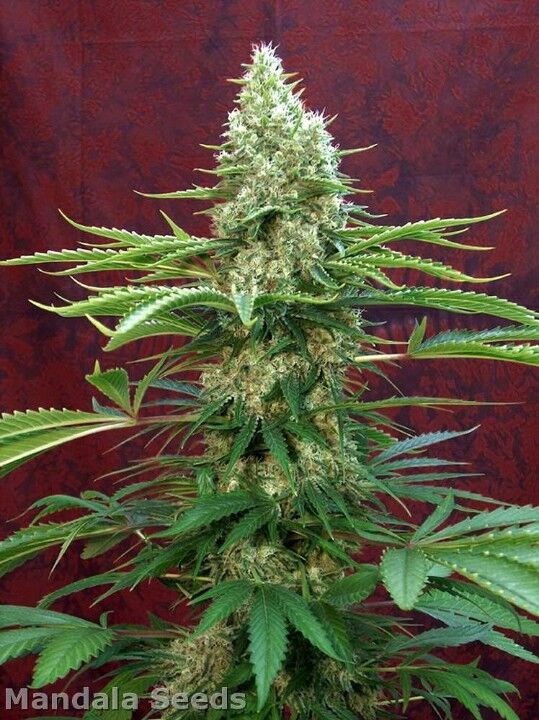 Graines de cannabis Satori Régulier de Mandala Seeds pour intérieur et extérieur – image 2