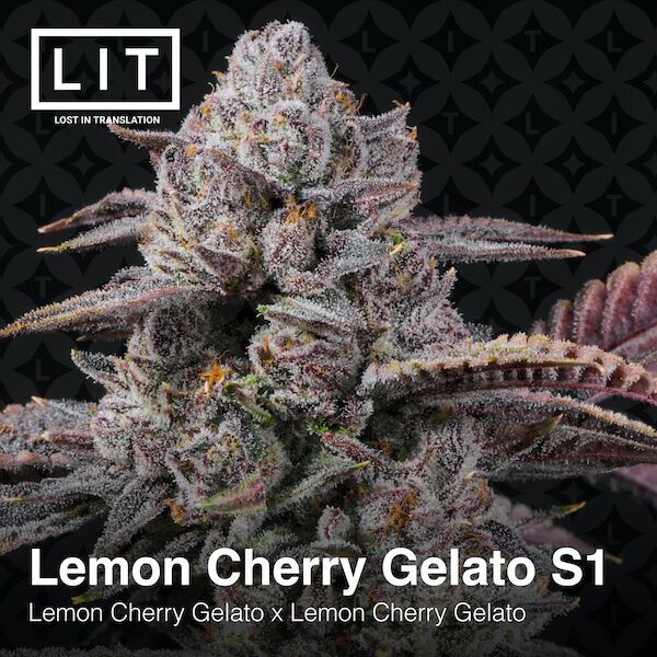 Cannabissamen Lemon Cherry Gelato S1 feminisiert von LIT Farms – Bild 2