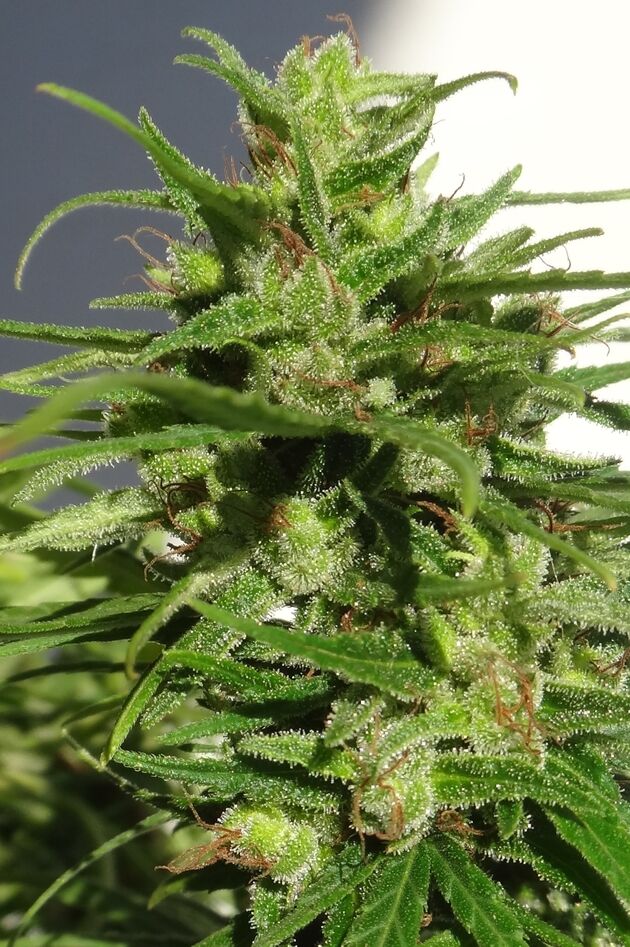 Graines de cannabis Ethiopian Standard Régulier de Ace Seeds pour intérieur et extérieur – image 3