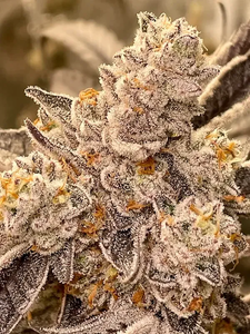 Grape Skunk Dog Regulär