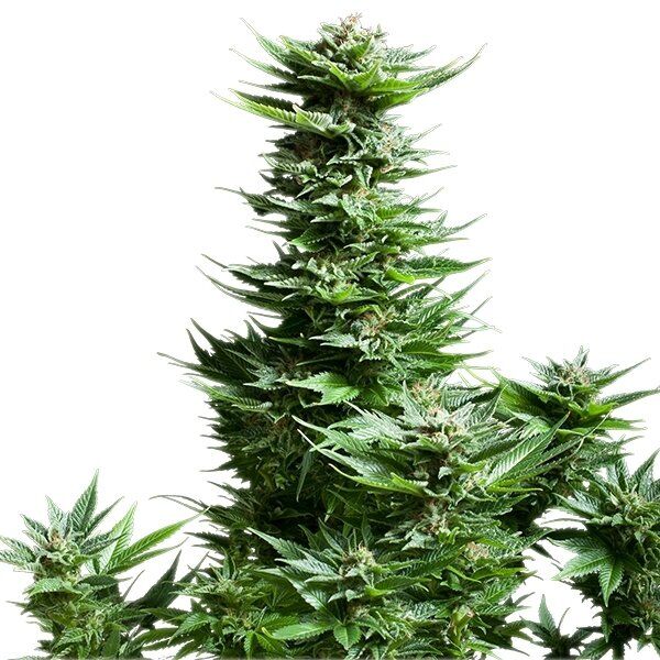 Shining Silver Haze feminised cannabis seeds by Royal Queen Seeds for indoor and outdoor – image 2
