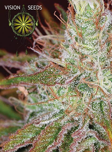 Northern Lights feminised cannabis seeds by Vision Seeds for indoor and outdoor – image 2