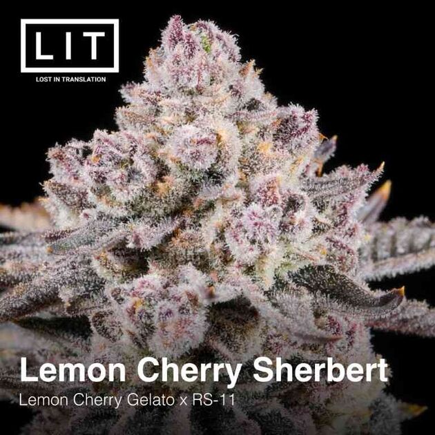Cannabissamen Lemon Cherry Sherbert feminisiert von LIT Farms für Indoor und Outdoor – Bild 2