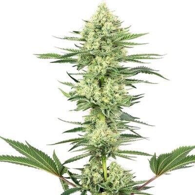 White Gorilla Haze