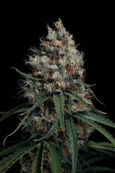 NLX x Courtesy Regulär