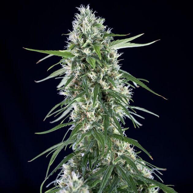 Graines de cannabis Super Silver Bilbo féminisées de Genehtik Seeds pour intérieur et extérieur – image 2