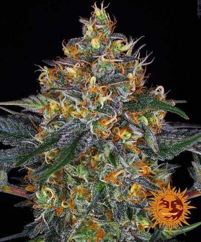 Auto Moby Dick