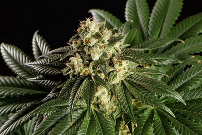 Dream Sherbet