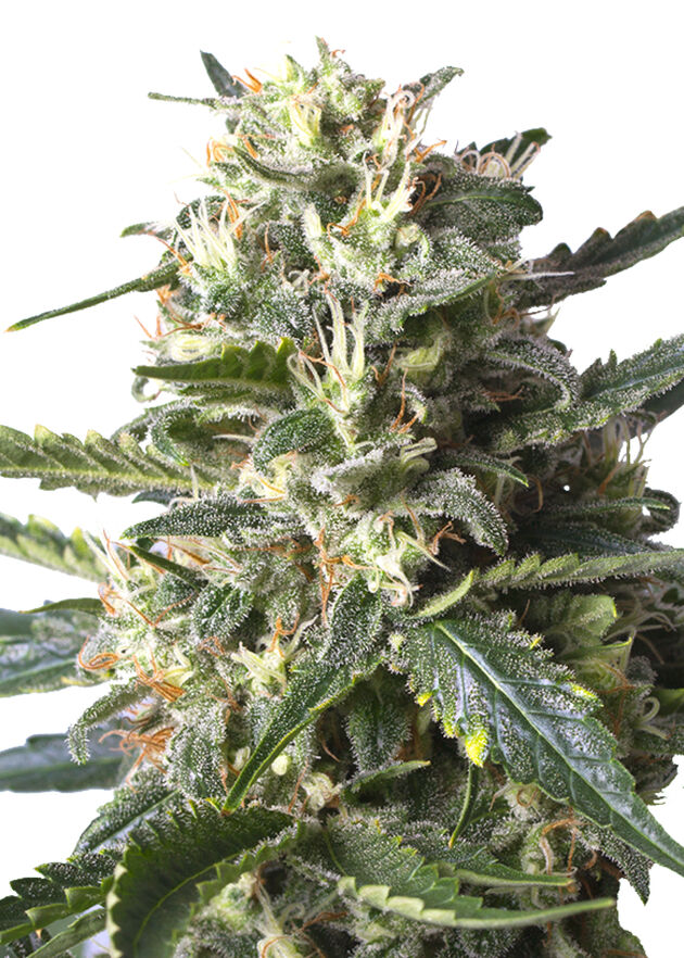 Graines de cannabis Lemon Shining Silver Haze féminisées de Royal Queen Seeds pour intérieur et extérieur