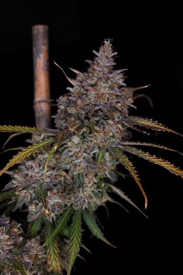 Graines de cannabis Auto Domilato féminisées de Helvetic Seeds pour intérieur et extérieur – image 2