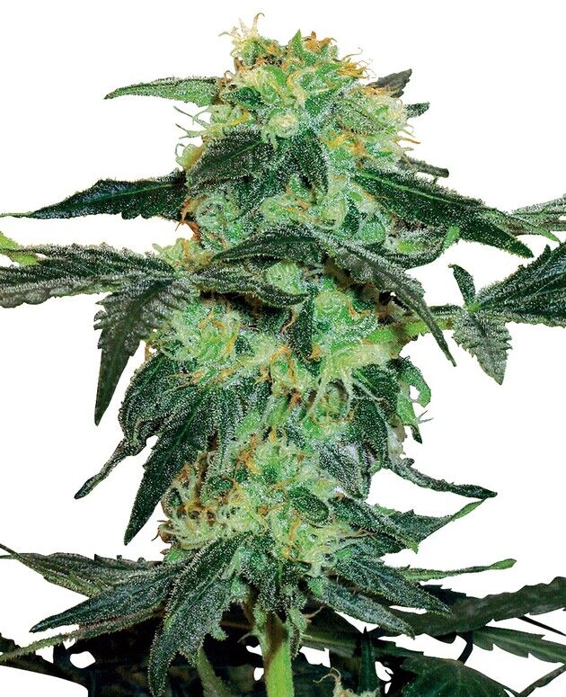 Cannabissamen White Ice feminisiert von White Label Seed Co. für Indoor und Outdoor