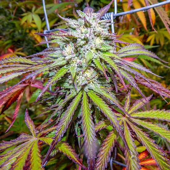Dragon Stash F3 Red Version Regular cannabis seeds by Dragons Flame Genetics for indoor and outdoor – image 3