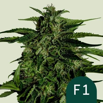Auto Apollo F1 (F1-Hybrid)