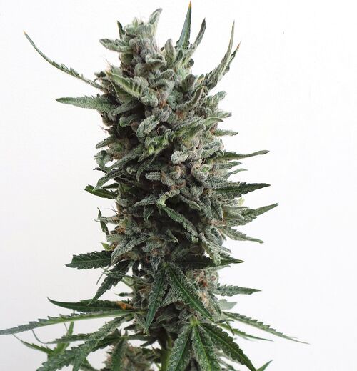 Cannabissamen Auto Critical Hog feminisiert von T.H. Seeds für Indoor und Outdoor – Bild 2