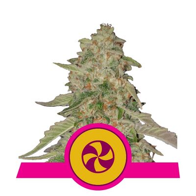 Sweet ZZ Aka Sweet Zkittlez
