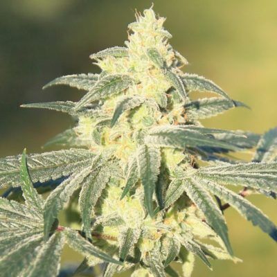 Gorilla Glue #4 S1 feminised cannabis seeds by Elev8 Seeds for indoor and outdoor – image 2