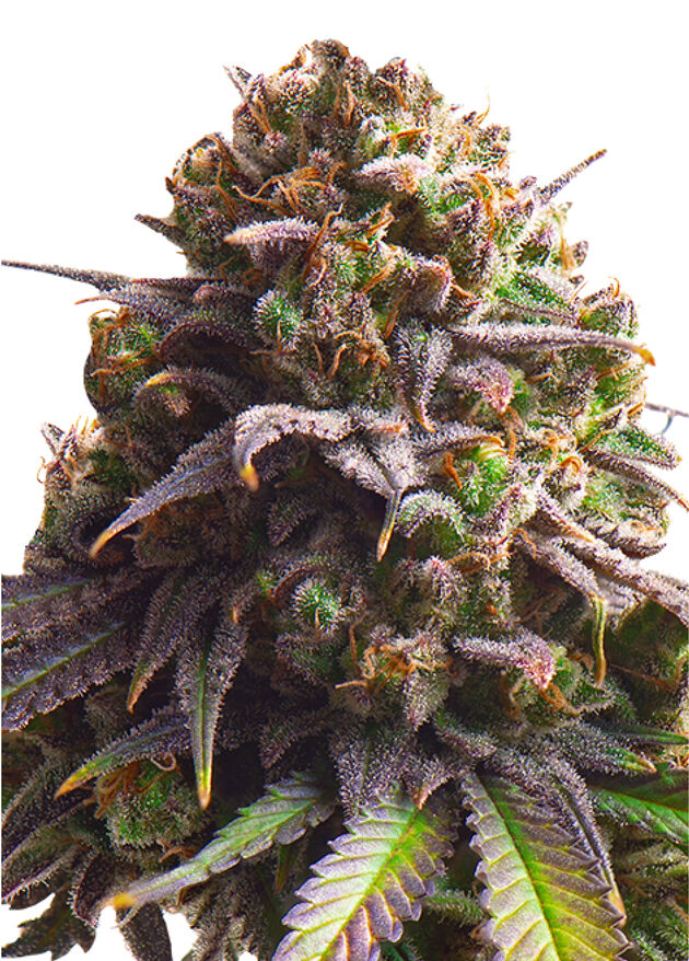Cannabissamen Biscotti feminisiert von Royal Queen Seeds für Indoor und Outdoor
