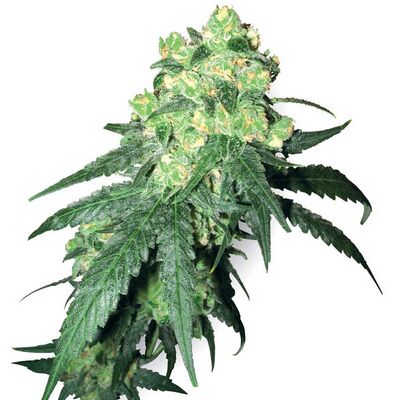 White Label Rhino Régulier
