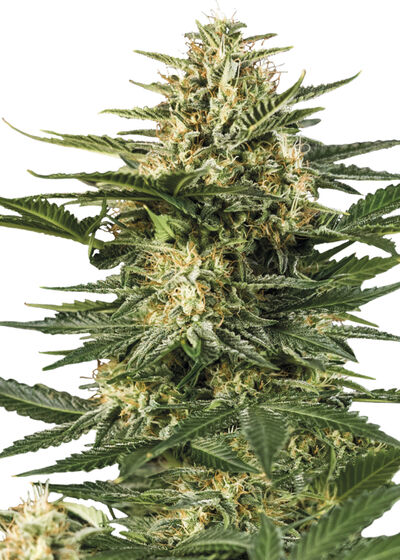 Auto Green Gelato