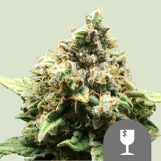 Cannabissamen Critical Regulär von Royal Queen Seeds für Indoor und Outdoor