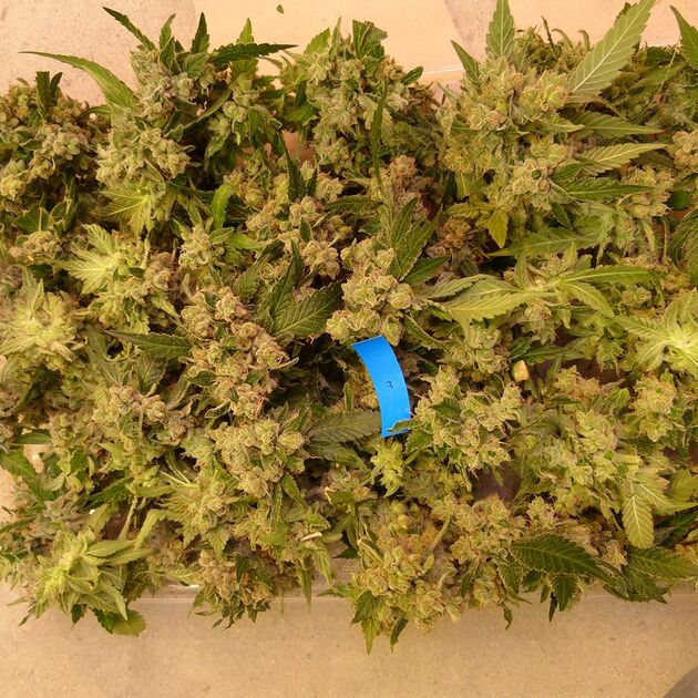 Graines de cannabis Where's My Bike V2.0 Régulier de Karma Genetics pour intérieur et extérieur – image 3