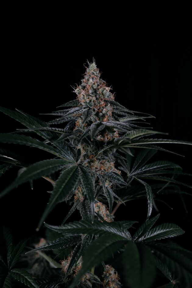 Dorothy Regular cannabis seeds by Helvetic Seeds for indoor and outdoor – image 2