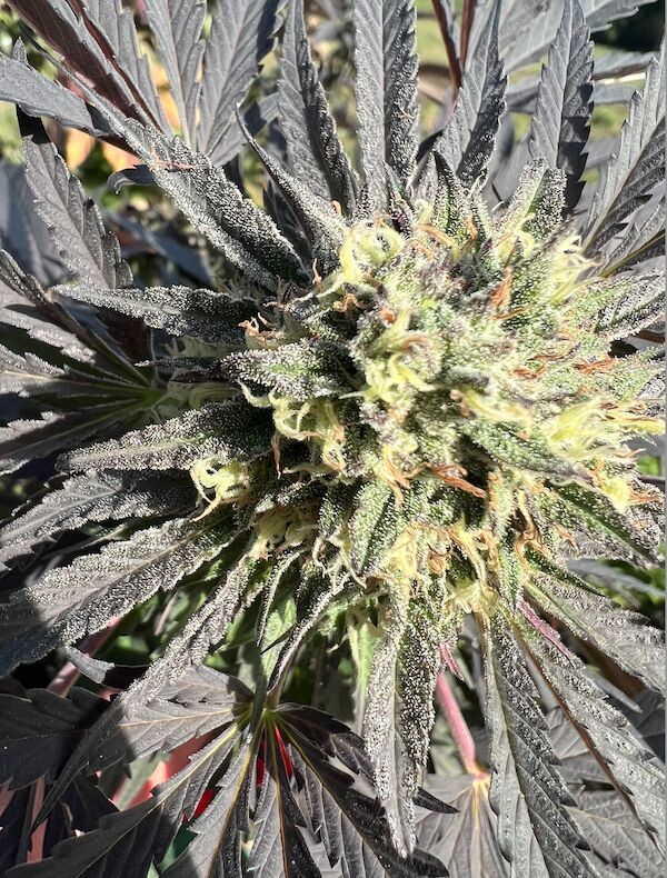 Graines de cannabis Purple Punch féminisées de Helvetic Seeds pour intérieur et extérieur – image 3