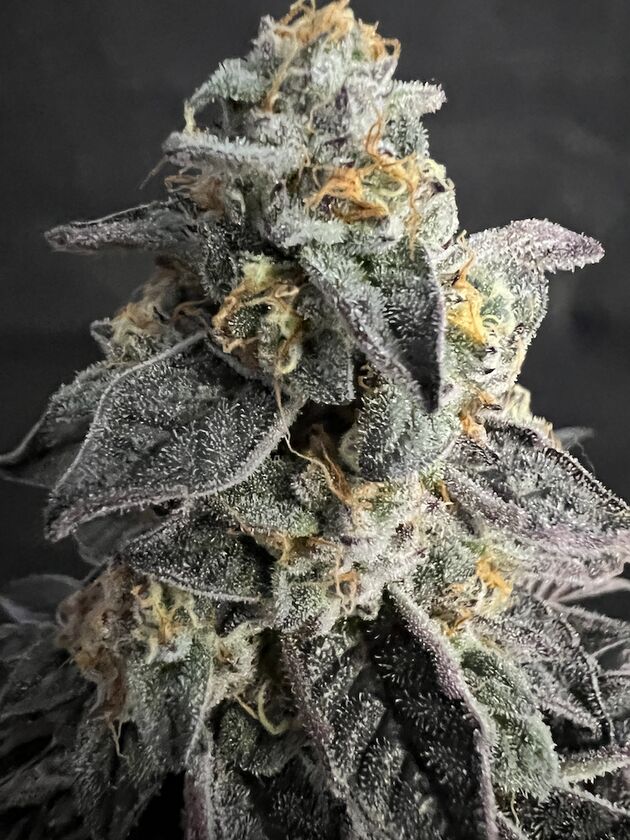 Cannabissamen Cali Tsunami feminisiert von Helvetic Seeds für Indoor und Outdoor – Bild 4